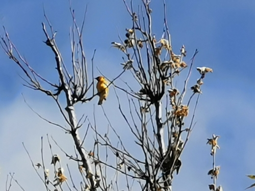 iNaturalist observation photo of Bullock's Oriole