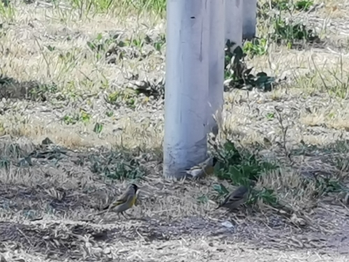 iNaturalist observation photo of Lawrence's Goldfinch