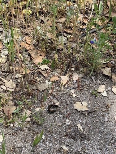 iNaturalist observation photo of Pacific Tent Caterpillar