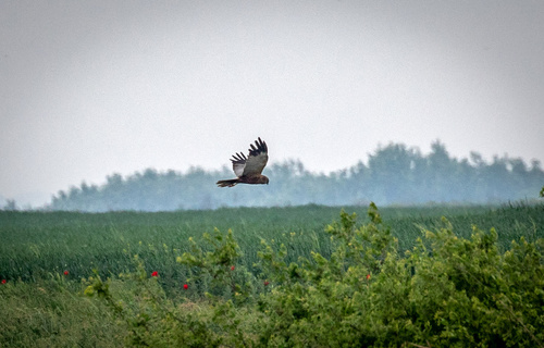 Western Marsh Harrier