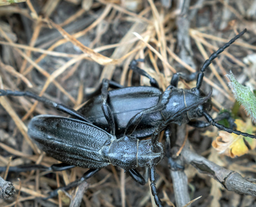 Dorcadion carinatum