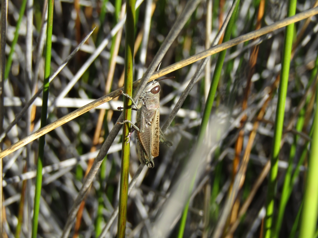 Lamenting Grasshopper From Bothasig Cape Town 7441 South Africa On lamenting-grasshopper-from-bothasig-cape-town-7441-south-africa-on