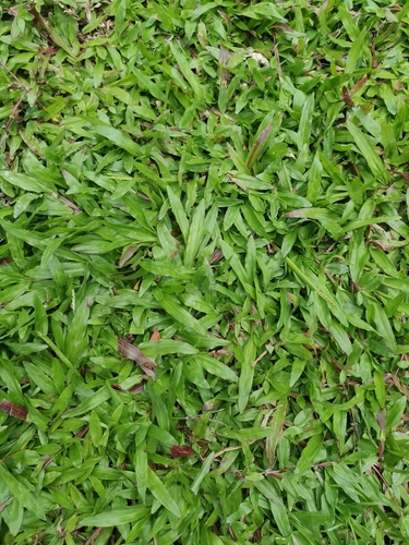 broadleaf carpetgrass
