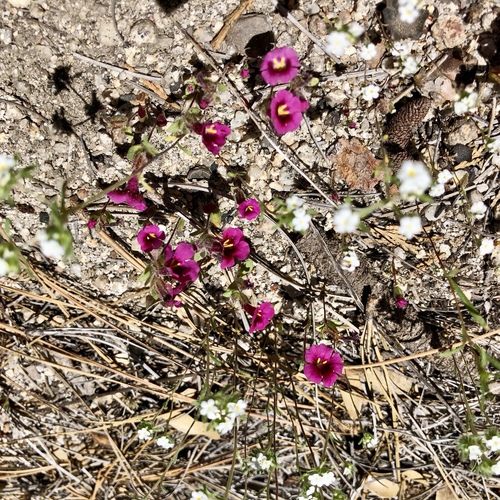 iNaturalist observation photo of Fremont's monkeyflower