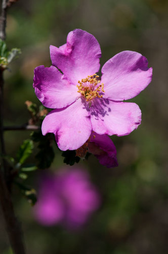 Pink Cliffrose