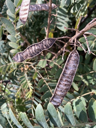 Peanut-Butter Cassia