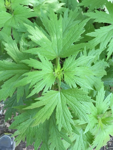 five-bladed motherwort