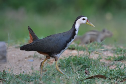 Jurong Lake Garden Check List · iNaturalist Canada