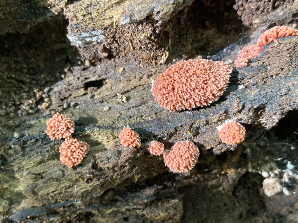 Red Raspberry Slime Mold From Overton Park Memphis TN US On May 8 red-raspberry-slime-mold-from-overton-park-memphis-tn-us-on-may-8