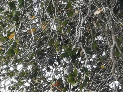 iNaturalist observation photo of Wrentit
