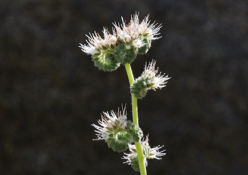 Phacelia imbricata ssp. imbricata