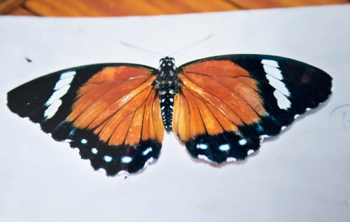 Euphaedra rattrayi