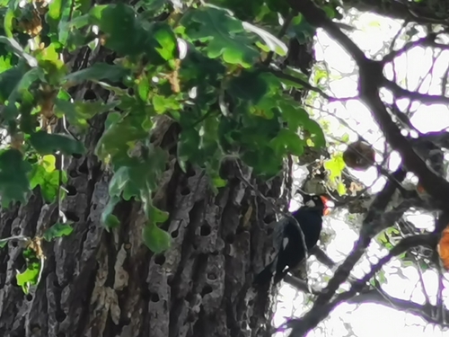 iNaturalist observation photo of Acorn Woodpecker