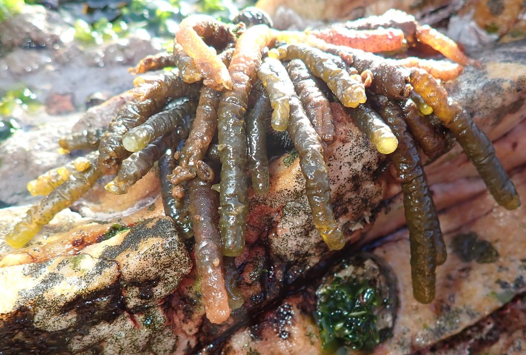 Deadman's Fingers from Smitswinkel Bay on April 30, 2022 at 08:55 AM by ...