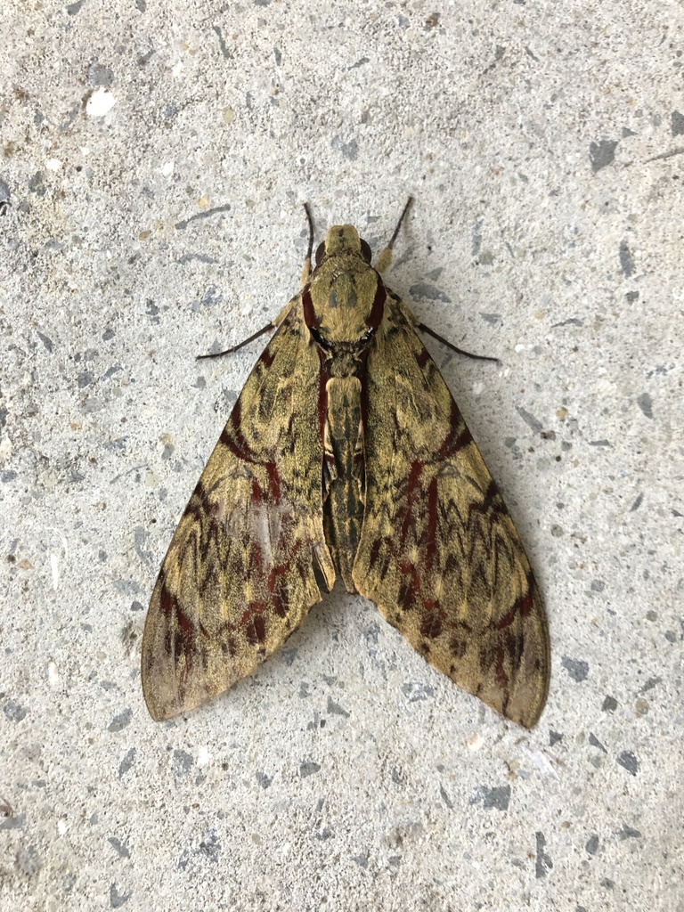 Walker's Hawkmoth from Boulevard Morrow, Colon, PA on May 6, 2022 at 08 ...