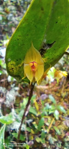 Caudatisepala Orchid