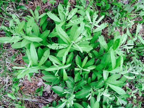 Salix humilis var. humilis