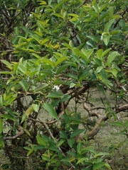 Psidium guajava image