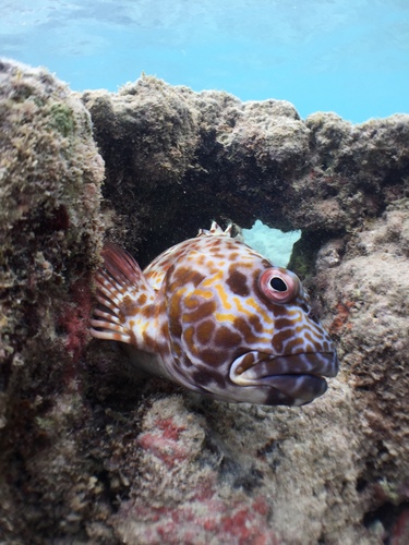 Stocky Hawkfish