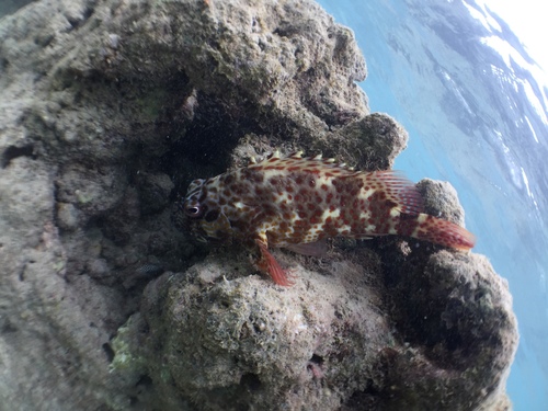 Stocky Hawkfish