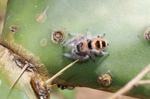 Phidippus pacosauritus