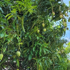 Mangifera indica image