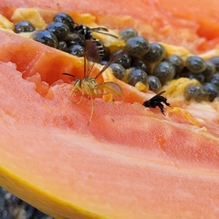 Agelaia centralis image