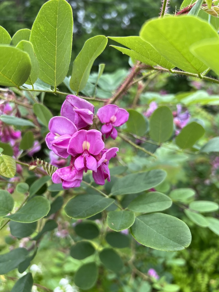 Robinia hispida