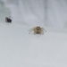 photo of Dimorphic Jumping Spider (Maevia inclemens)
