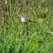 photo of Lark Sparrow (Chondestes grammacus)