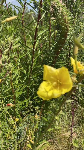 iNaturalist observation photo of tall evening primrose