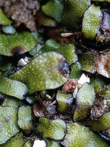 Targionia lorbeeriana