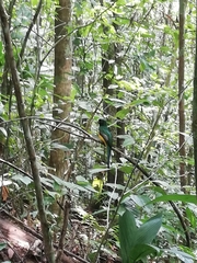 Trogon rufus image