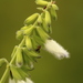 Salvia tomentella - Photo (c) Rodolph Delfino Sartin, todos los derechos reservados, subido por Rodolph Delfino Sartin