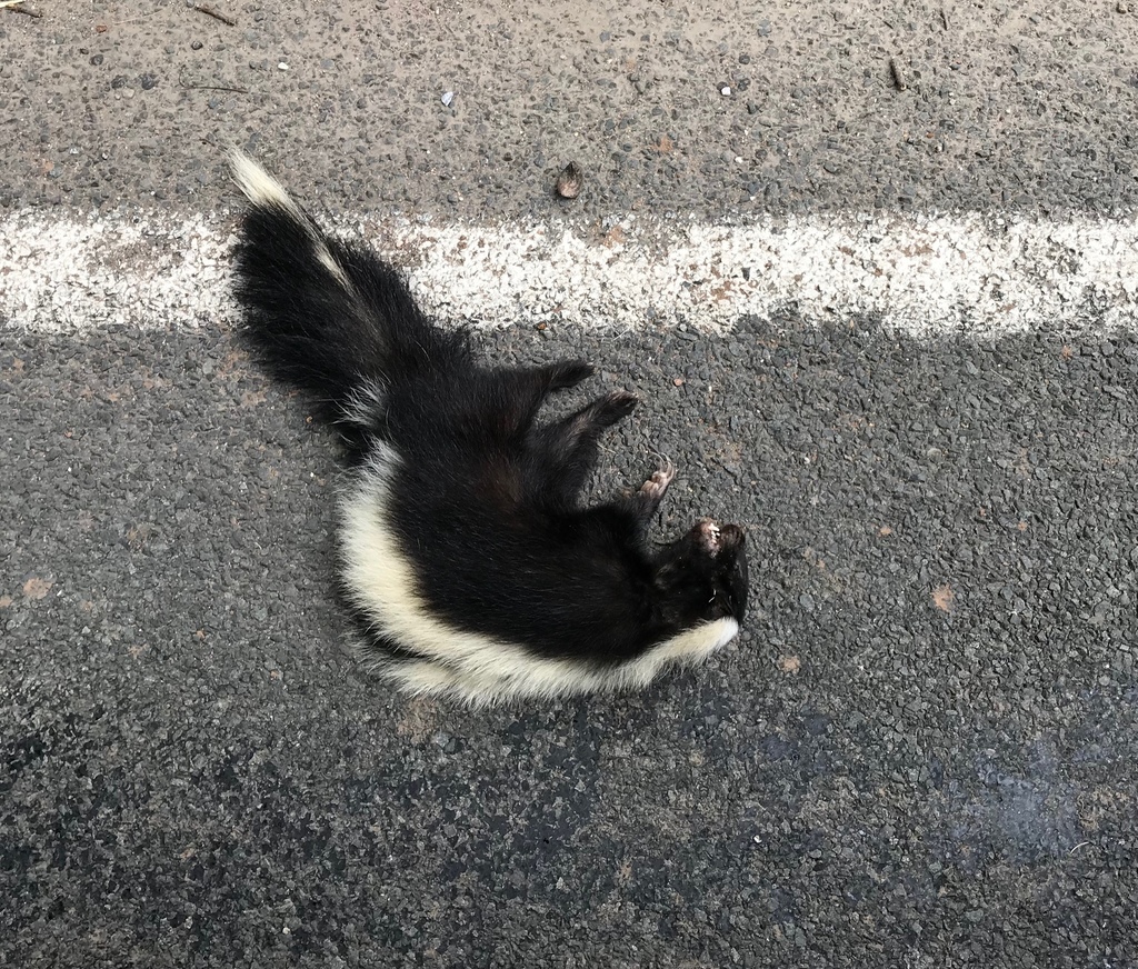 Striped Skunk from Cherry Hill Rd, Rockfall, CT, US on June 10, 2018 at ...