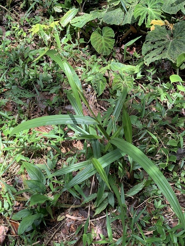 Scleria latifolia image