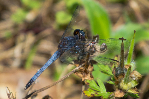 Little Blue Dragonlet