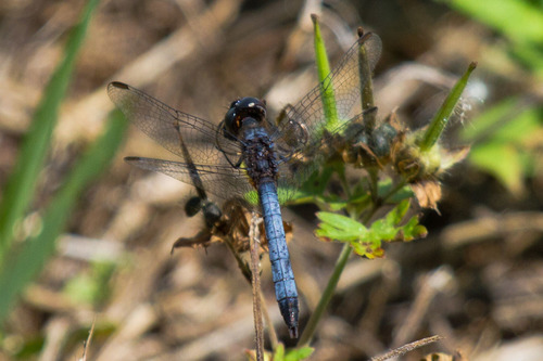 Little Blue Dragonlet