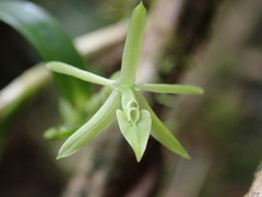 Image of Epidendrum ramosum