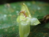 Pleurothallis epiglottis - Photo (c) Rudy Gelis, all rights reserved, uploaded by Rudy Gelis