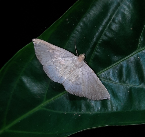 Cyclopteryx