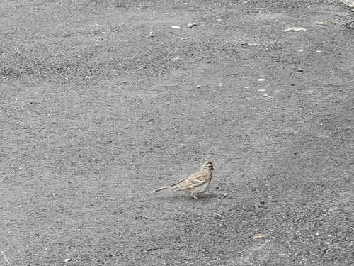 iNaturalist observation photo of Lark Sparrow