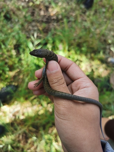 iNaturalist observation photo of Southern Alligator Lizard
