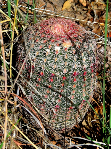 rainbow hedgehog cactus
