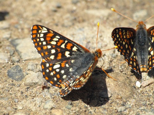 Anicia Checkerspot