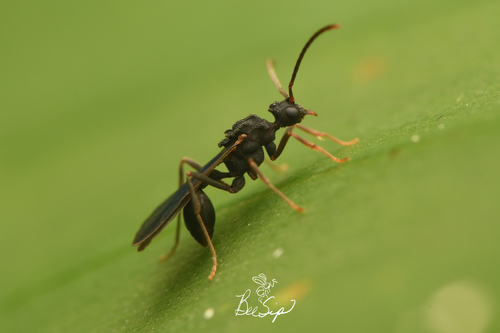 Myrmicocrypta