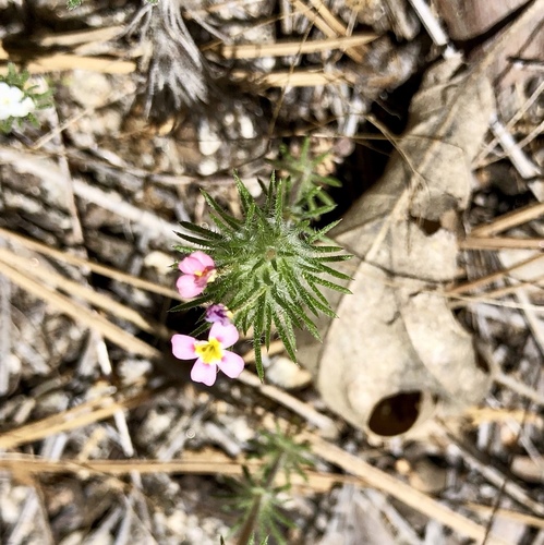 iNaturalist observation photo of Whiskerbrush