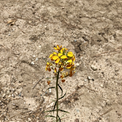 iNaturalist observation photo of Western Wallflower