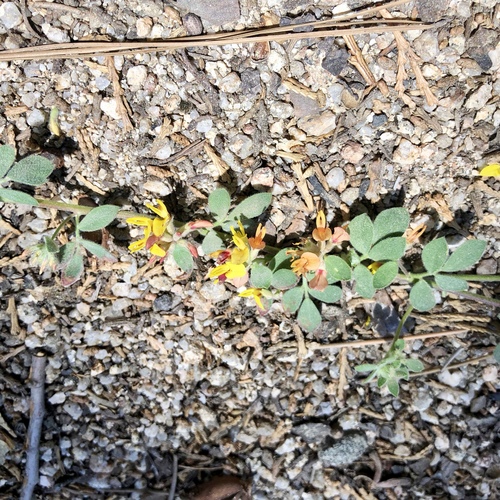 iNaturalist observation photo of deervetch