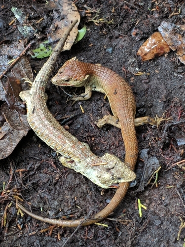 Red-lipped Arboreal Alligator Lizard